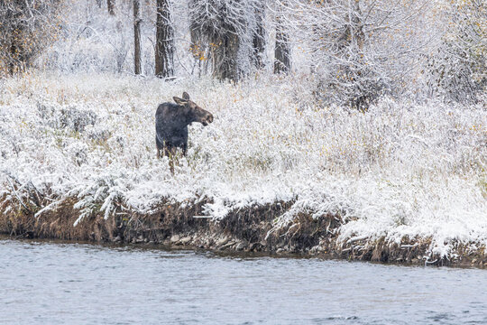 Moose by Snowy Riverbank in Winter