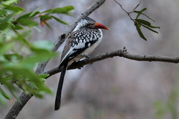 Red-billed hornbill perched on tree branch in African bushveld with soft background © Antony