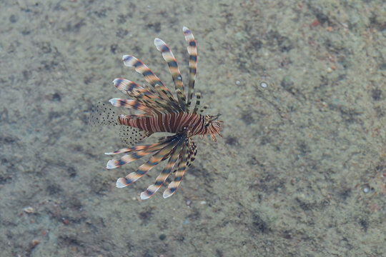 Red lionfish, Pterois miles, swimming in clear shallow sea water over a sandy and rocky bottom, top view