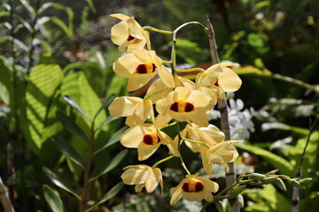 bouquet of Dendrobium Gatton Sunray orchid blossoms with large, soft yellow flowers (macro, close-up tropical, exotic) 3836 © Don Hoskins