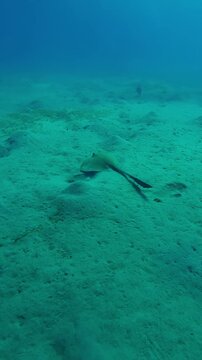 Vertical footage, Follow shot of a Feathertail ray swimming above hilly sandy seabed on the depth sea, Slow motion of Cowtail Stingray, Pastinachus floats on sands-silty bottom