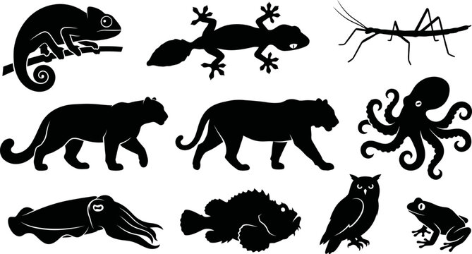Black silhouettes of various animals on white background  chameleon lizard mantis