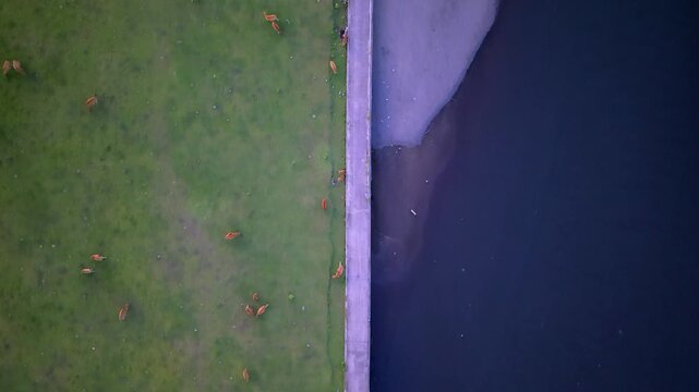 Aerial top down view of cows grazing on green field by the river bank