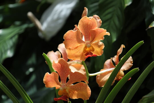 Papilionanda blossoms (Vanda, Papilionanthe) vibrant orange, speckled pattern (macro, close-up, orchid, tropical, exotic) 3841