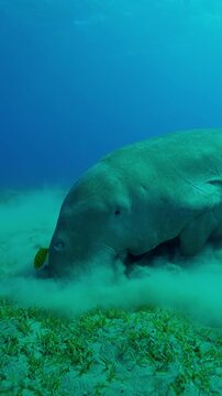 Vertical footage, Sea Cow feeding Smooth ribbon sea grass on sand-muddy seabed, Slow motion of Marine Sirenia Dugong dugon with school of Golden Trevally, Gnathanodon speciosus