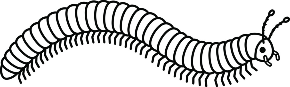 Millipede insect line drawing with millipede illustration wildlife