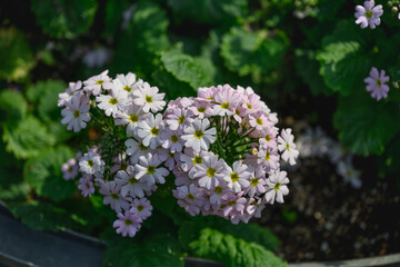 Obraz premium Pale Pink Primula Flowers Blooming with Green Leaves in Garden