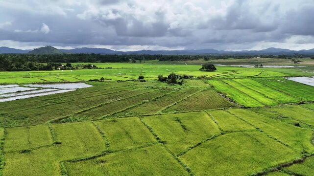 Aerial drone view of lush green rice paddies stretching to a dense treeline with scattered white egrets visible in the fields under a dramatic overcast sky, Bato, Taytay, Palawan, Philippines.