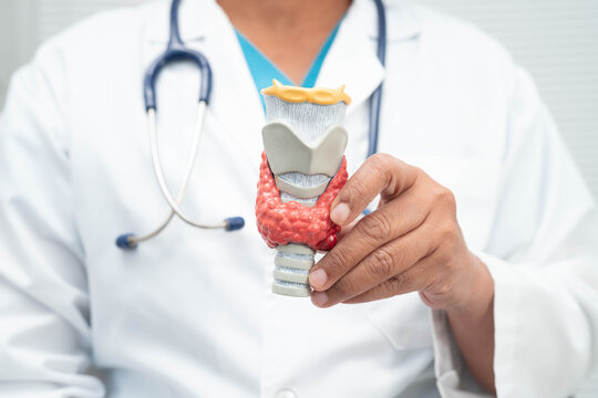 Hyperthyroidism, Overactive Thyroid, Thyroid Lymphoma, Asian doctor with thyroid gland human anatomy model in hospital.