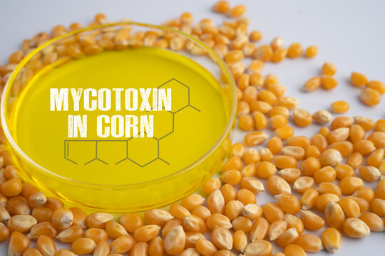 Mycotoxin contamination of corn, toxic chemical compounds produced by fungi.