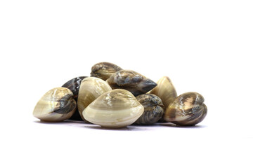 Closed up fresh baby clams. venus shell. shellfish. carpet clams. Food from nature. as raw food from the sea are the seafood ingredients. fresh clams isolated on white background © Pisan