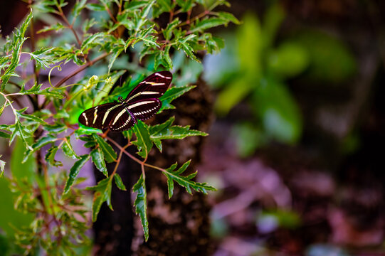 Zebra Butterfly