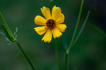 Obraz premium Yellow corn flower
