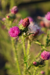 Obraz premium Pink Thistle