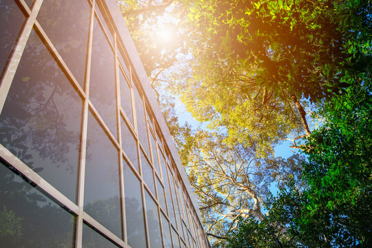 Eco-friendly architecture concept with glass office building facade surrounded by lush green forest.