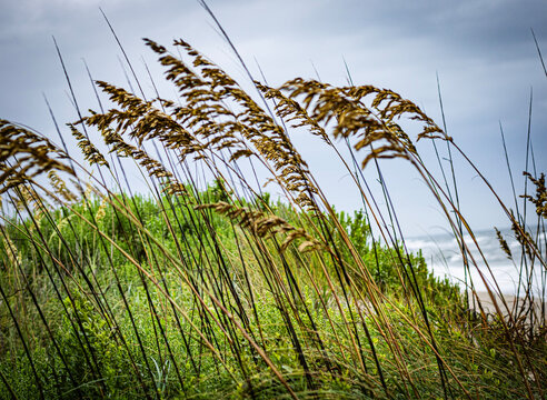 Ocean Grass