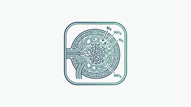 Diagram of a glomerulus and Bowmans capsule in the kidney.