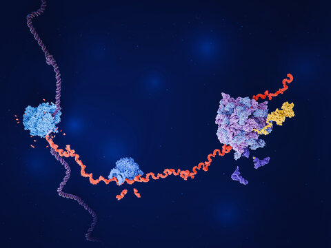 DNA transcription by RNA polymerase, pre-mRNA splicing by the spliceosome and mRNA translation by a ribosome.