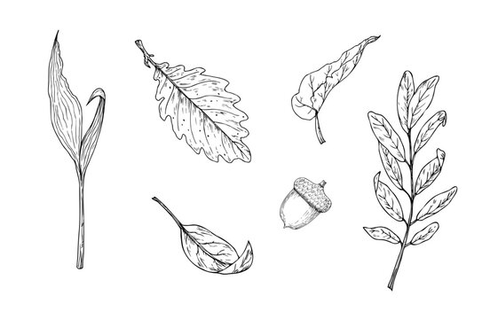 Vector set of autumn leaves. Graphic hand drawn, isolated illustration. Botanical hand drawn illustration isolated on background. Ideal for seasonal, halloween, forest, or nature-themed designs