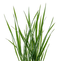 Naklejka premium Dew Drops On Fresh Green Grass Blades