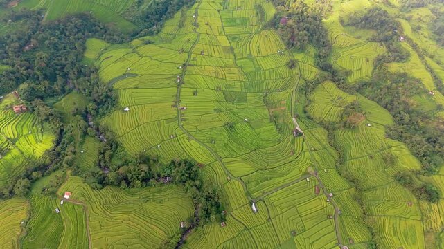 Rice fields flyover with big clouds