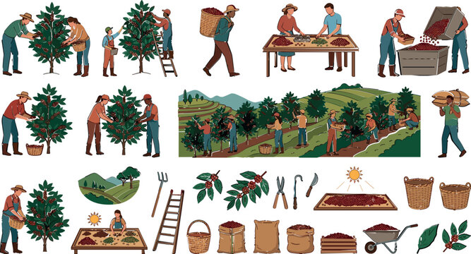 Coffee Harvesting Collection with Farmers Picking Coffee Cherries, Bean Drying, Sorting, Processing, Plantation Management, and Traditional Coffee Farming