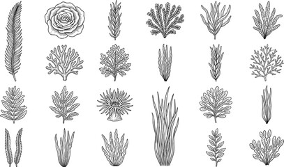 PrintBlack and white vintage hand drawn engraving seaweed kelp algae coral and sea anemone underwater plant vector illustration icon set isolated on white background © Md abusufian