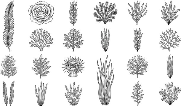PrintBlack and white vintage hand drawn engraving seaweed kelp algae coral and sea anemone underwater plant vector illustration icon set isolated on white background