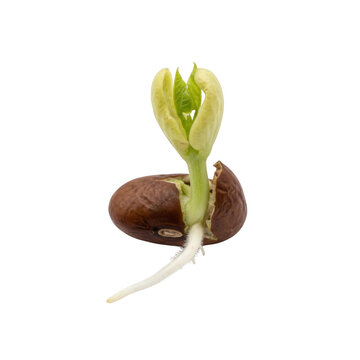 New Life Emerging Sprouting Seed with Root and Leaves