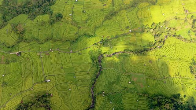 Rice fields flyover with big clouds