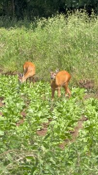Rehe auf dem Zuckerr&uuml;ben Acker beim fressen &auml;sen der Bl&auml;tter im Juni am Feldrand, Ricke bzw. Gei&szlig; und Rehbock Bock