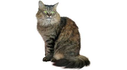 maine coon cat © Fai