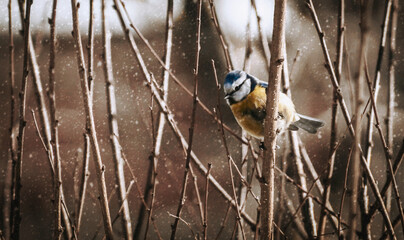 great tit on a branch © byMishka