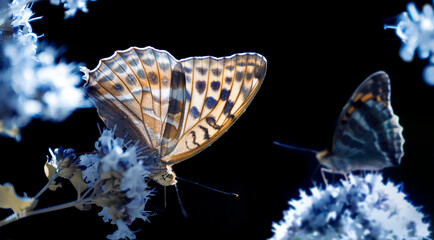 butterfly on a flower © byMishka