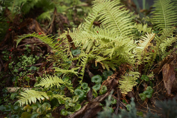 fern in the forest © byMishka