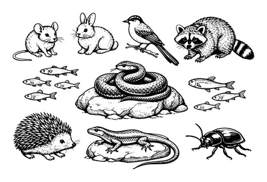 Various wild animals including a mouse, rabbit, bird, raccoon, snake, fish, hedgehog, lizard, and beetle