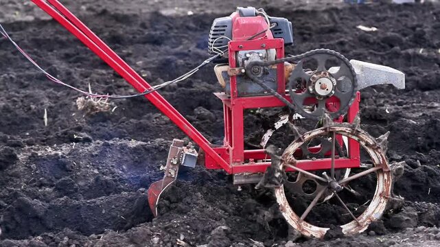 Red motor cultivator plows dark soil inside agricultural field during spring day. Small walk-behind tractor tills fertile ground. Powerful agriculture machine prepares field for planting.