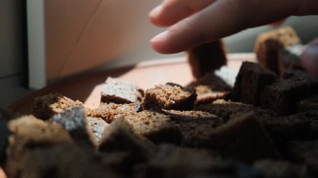Close up fingers touching bread croutons in cube shapes drying in sunlight in clay plate. Use of rye or oat croutons as food. Black dietary yeast free dry bread for soups