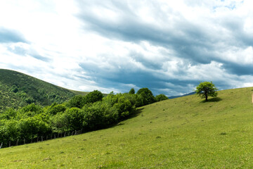 Fototapeta premium spring or summer landscape, a lonely green beech tree stands in a field and a slope against a background of mountains, heavy storm clouds hang over it, screen saver or postcard or poster