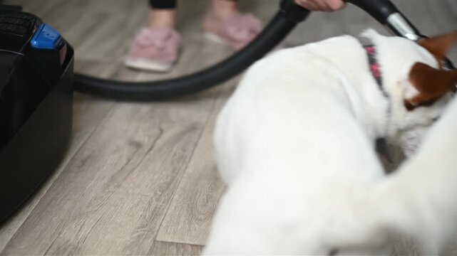 Playful dog attacks vacuum cleaner pipe on floor. Active dog fights appliance brush during indoor cleaning. Funny jack russell terrier barks at household device inside room.