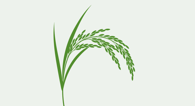 A vivid illustration showcasing rice plant details and botanical features in a clean presentation