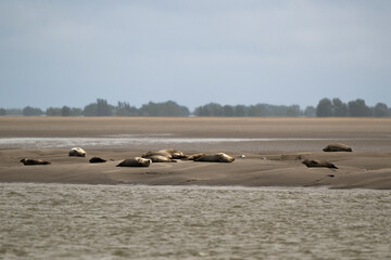 Phoque gris, © JAG IMAGES
