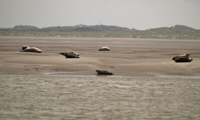 Phoque gris, © JAG IMAGES