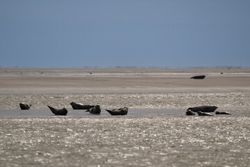 Phoque gris, © JAG IMAGES
