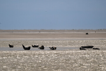 Phoque gris, © JAG IMAGES