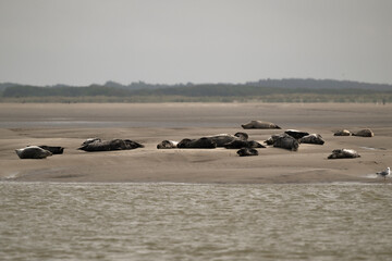 Phoque gris, © JAG IMAGES