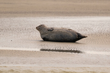 Phoque gris, © JAG IMAGES