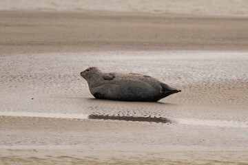 Phoque gris, © JAG IMAGES