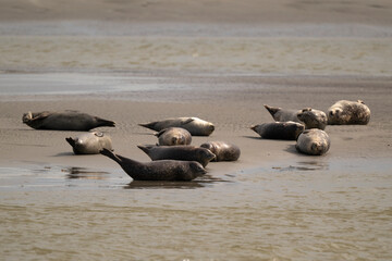 Phoque gris, © JAG IMAGES