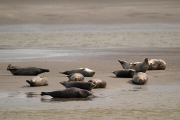 Phoque gris, © JAG IMAGES